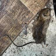 Potravinářská inspekce zavítala do restaurace Na Patě v Aši, kde našli mrtvou myš i trus hlodavců.