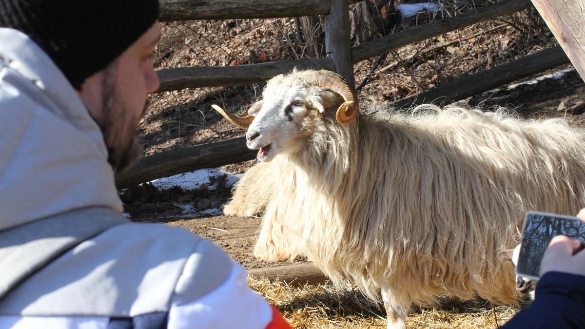 Jihlavská zoo zpřísnila opatření kvůli slintavce a kulhavce