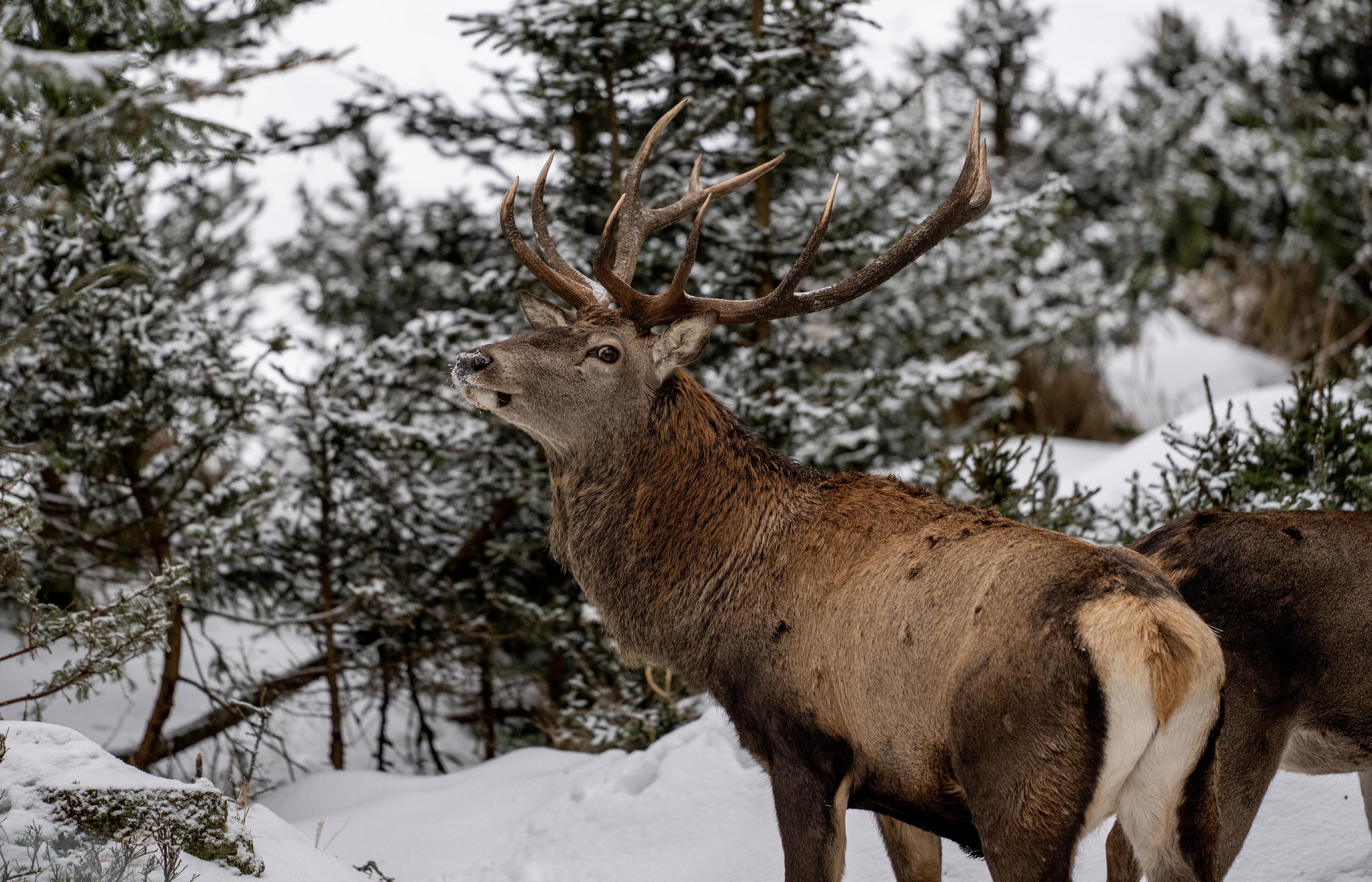 Mỗi giờ một người đi săn không được đưa ra tòa án vì đã săn trộm hươu