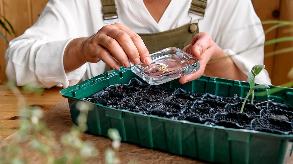 Jak se postarat o letošní úspěšnou úrodu: Práce začíná už v lednu na okenním parapetu