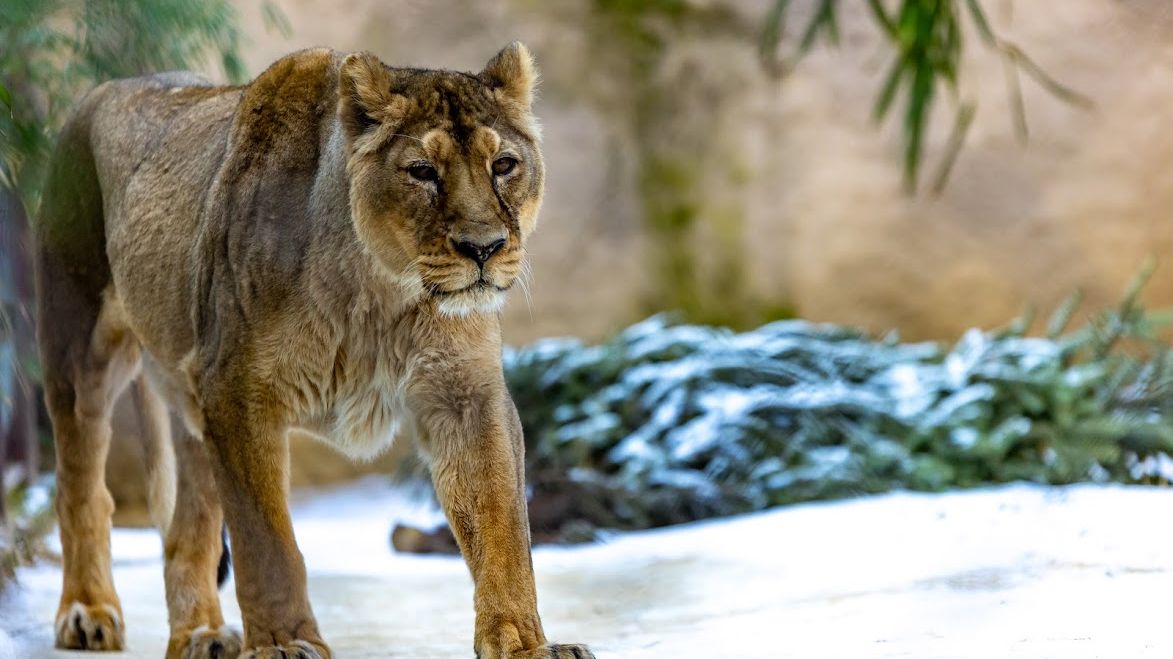 Ostravská zoo musela utratit samici lva indického