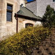 Jasmín nahokvětý může dorůstat výšky i tří metrů, větvičky, které leží na zemi, ovšem zakořeňují, a tak se tento keř rozrůstá i do šířky.