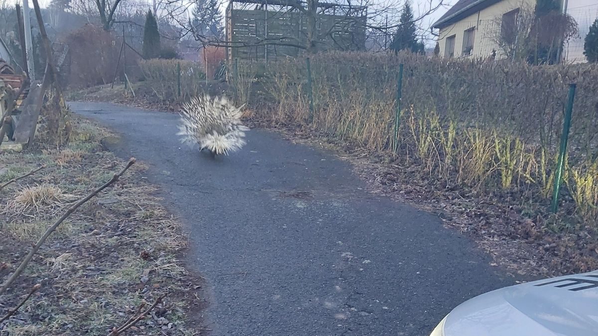 Vidím dikobraza, nejsem opilý, volal muž z Kroměřížska. Nelhal