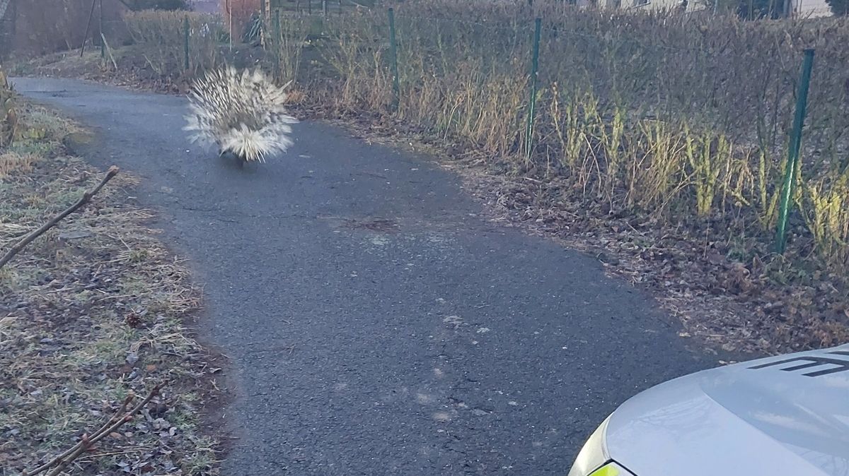 Vidím dikobraza, nejsem opilý, volal muž z Kroměřížska. Nelhal
