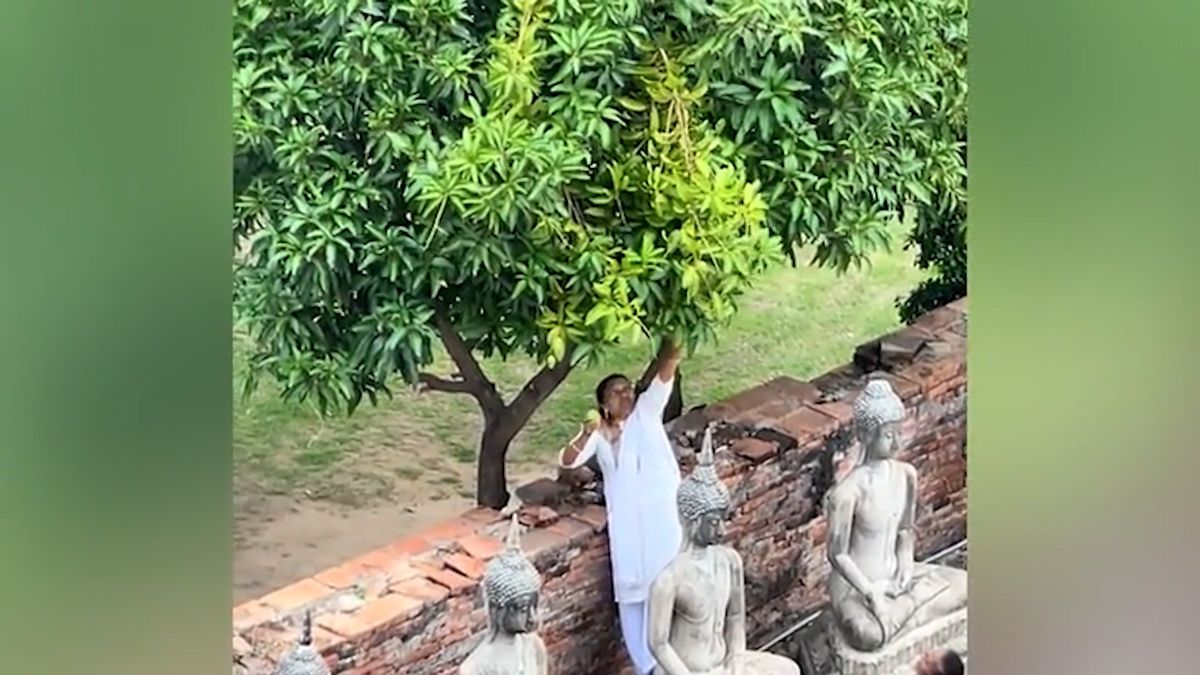 Turistka lezla na buddhu, aby si natrhala mango