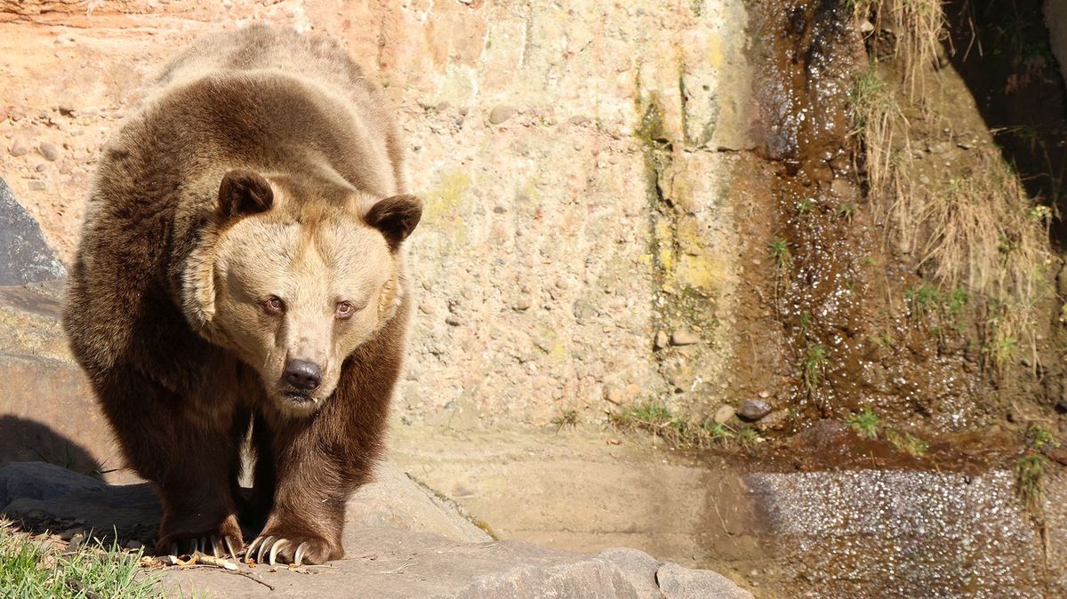 Je jaro, Béďo. V plzeňské zoo se probudili medvědi