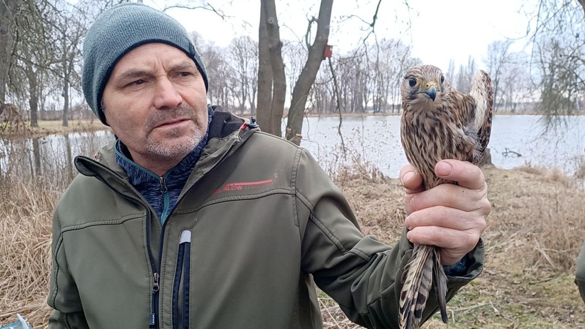 Zraněná zvířata se po léčbě vrací do přírody, obnovují se i tůně pro obojživelníky
