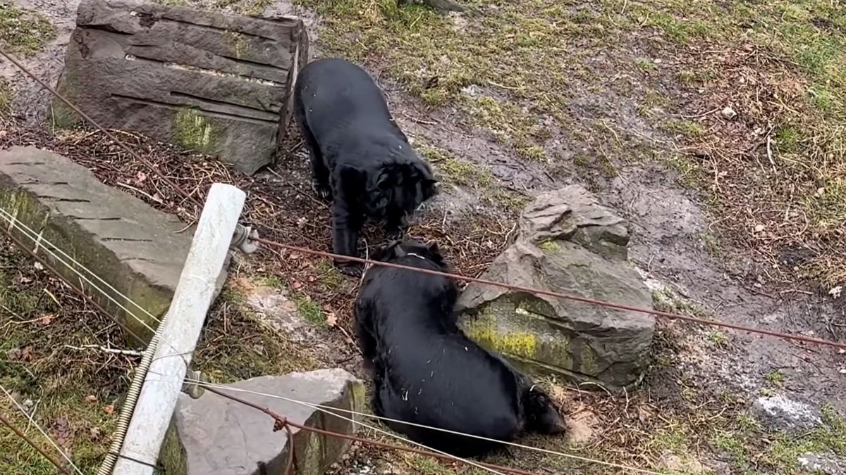 Hasiči v zoo hlídali seznamování medvěda Jirky z Konopiště s dalším samcem