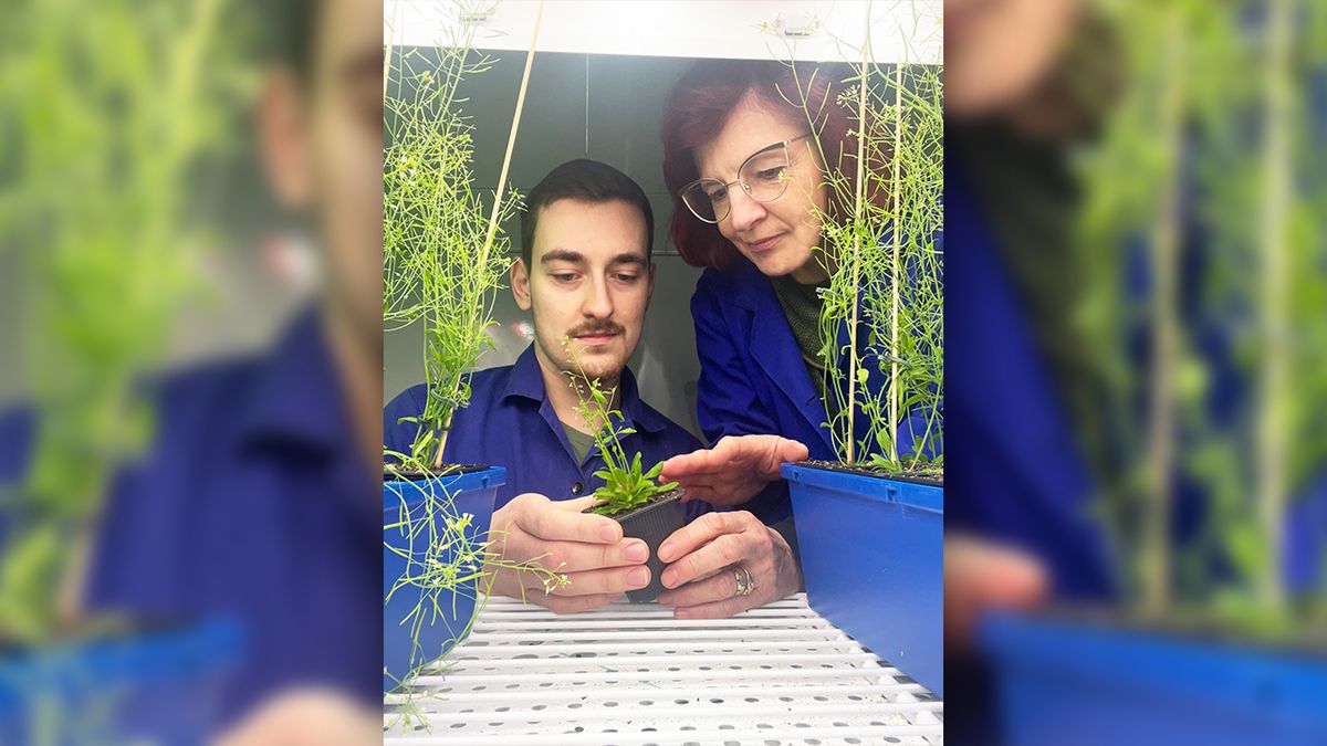 Rostliny snášejí zásahy do chromozomů lépe, než se čekalo. Usnadní to jejich šlechtění