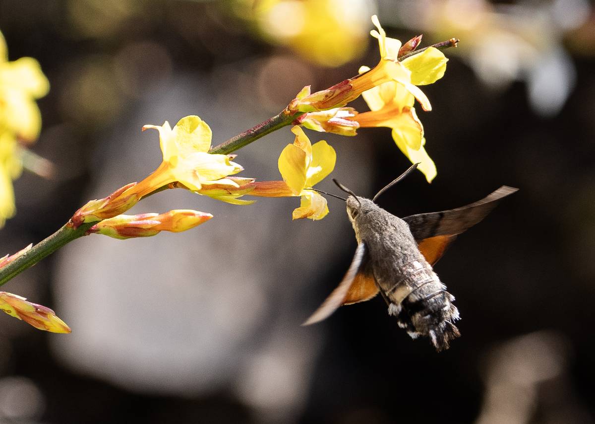 Jasmín nahokvětý má domov v Tibetu a Číně, kde roste na svazích a v horských roklinách. Na jeho květ usedá dlouhozobka svízelová, motýl patřící mezi lišajovité.