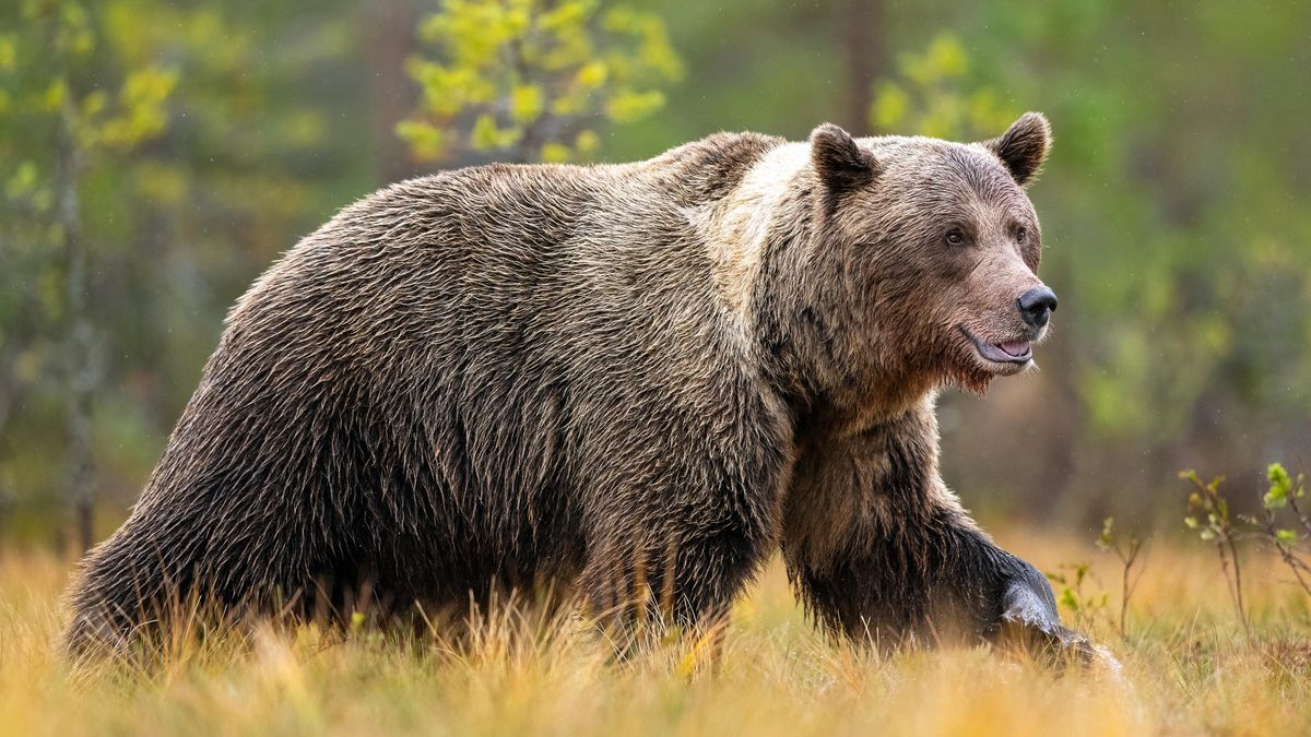 Do monitorování medvědů na Slovensku se zapojí padesátka ozbrojených vojáků