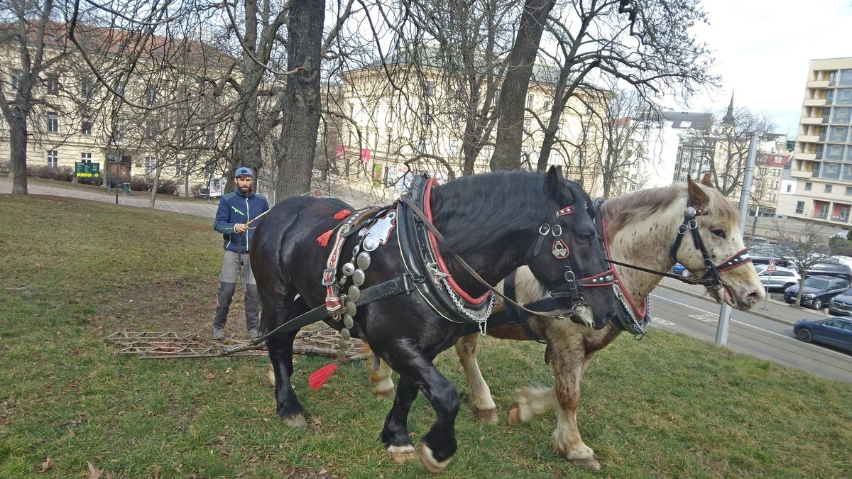 O údržbu brněnských trávníků se starají Nanuk a Zetor s kočími Sněhotovými