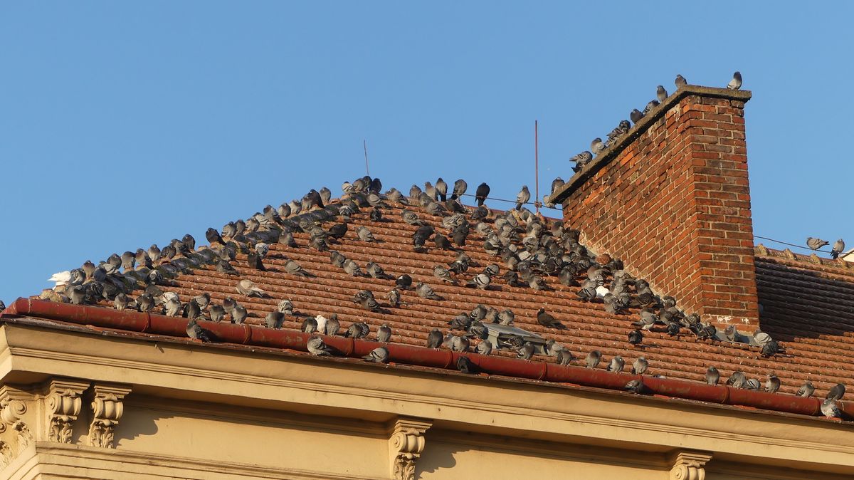 Jak na přemnožené holuby v centrech měst? Stačí zavřít okna na půdách
