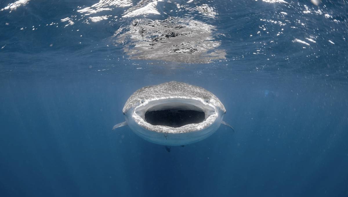 Když žralok obrovský otevře tlamu, nahání strach. Není k tomu ovšem důvod, živí se převážně planktonem.