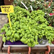 Zahradnictví Hortis v Židlochovicích na Brněnsku