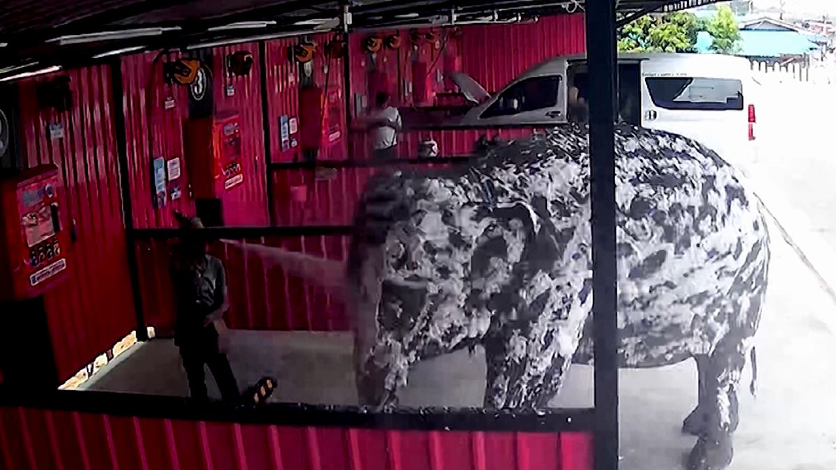 Thajec přivedl do automyčky slona, vzal jej i aktivní pěnou