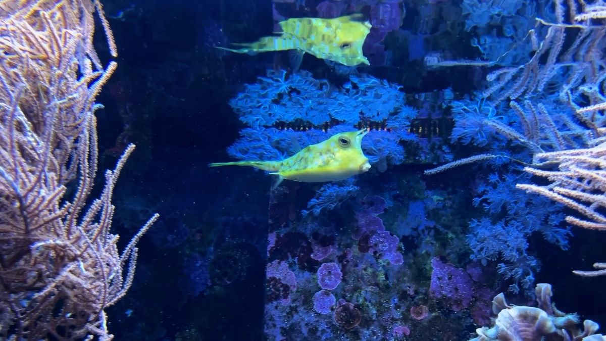 Brněnská zoo rozšířila chov havýšů, podivných rybiček s tělem jako krabice
