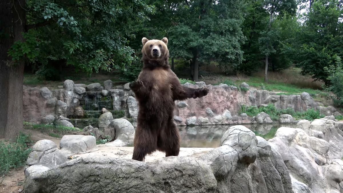 Medvěd Bruno z děčínské zoo dostane partnerku. U prvního rande budou muset být hasiči