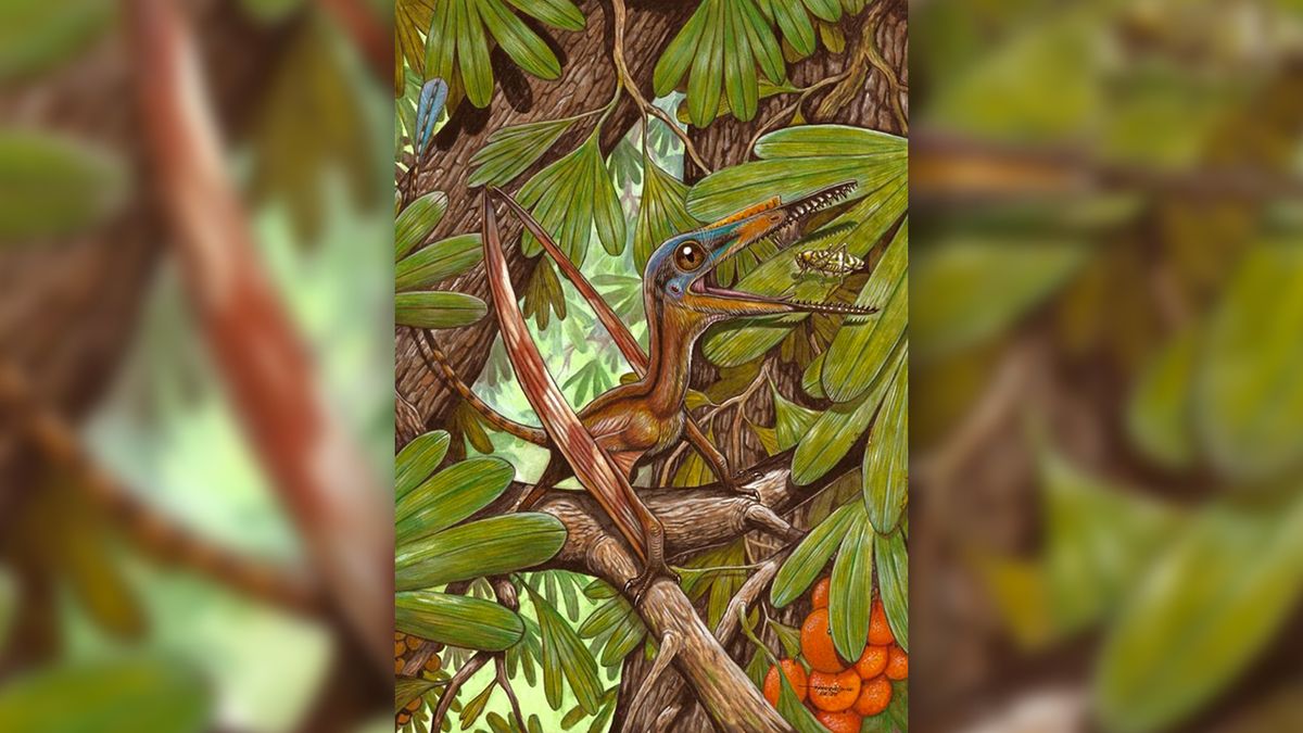 Dosud neznámý druh pterosaura přináší nové pohledy na evoluci pravěkých tvorů