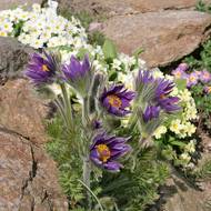 Koniklec je skalkovou klasikou.