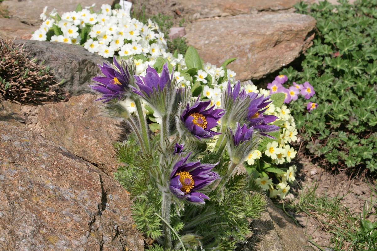 Koniklec je skalkovou klasikou.