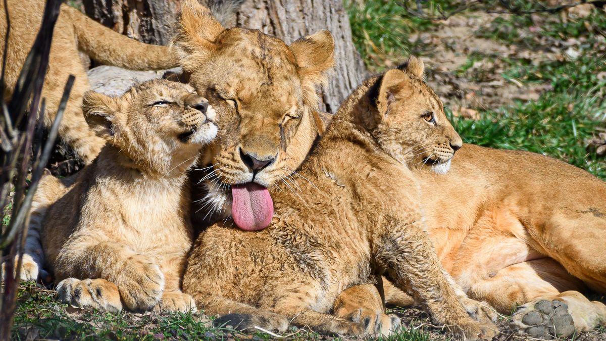 Trojice lvích mláďat dovádí ve venkovním výběhu Zoo Zlín, samec si na ně zvykl