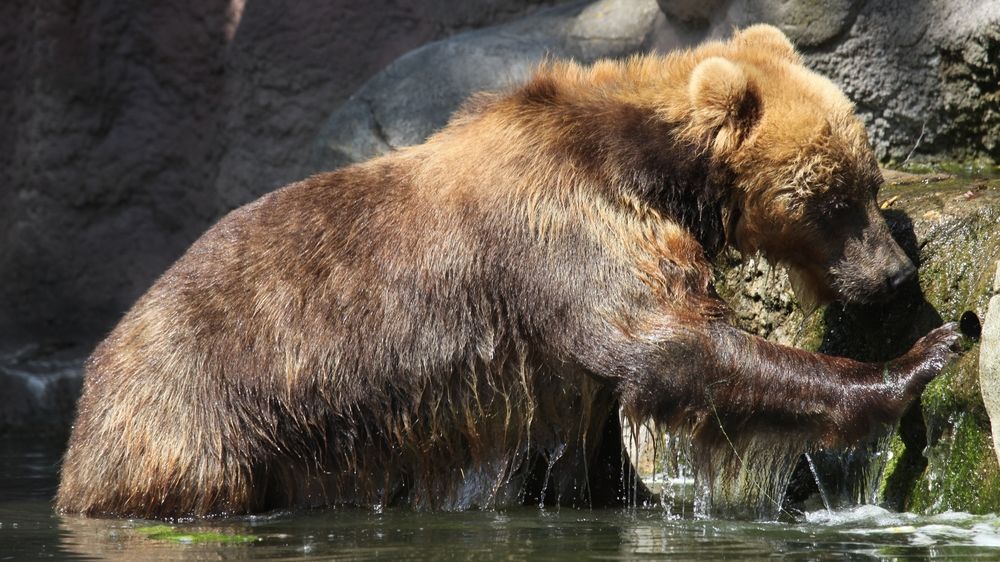 Děčínská zoo už má dva medvědy, za Brunem dorazila z Brna jeho budoucí partnerka