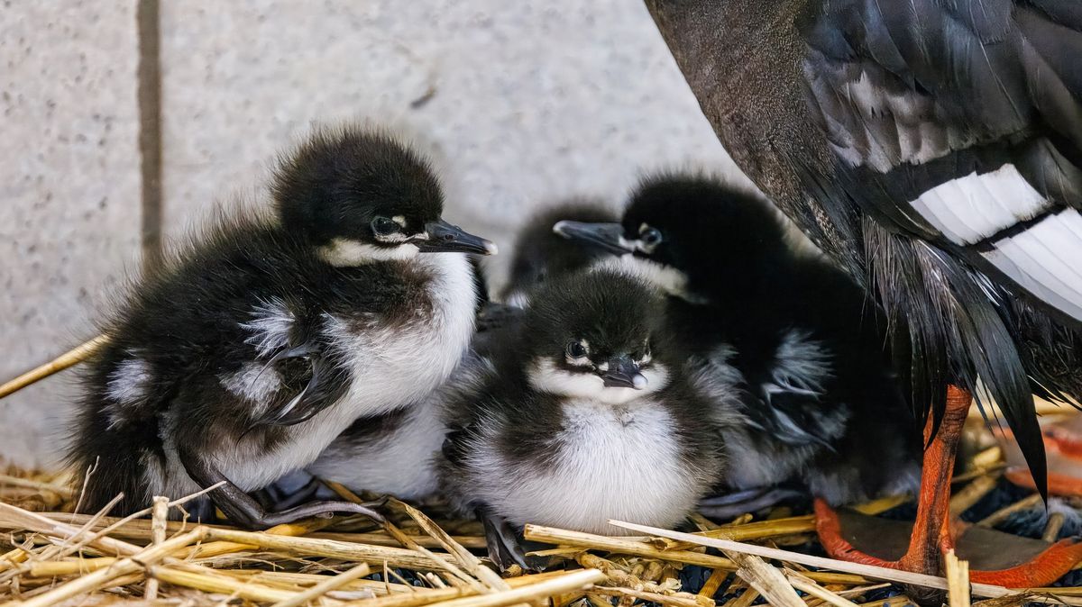 V pražské zoo se vylíhla nejvzácnější kachňata světa