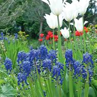 Příjemně chladivou kombinací jsou bílé tulipány a modré modřence.