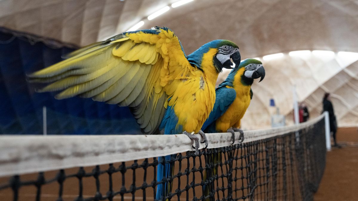 FOTO: Hodina volného letu za 70 korun. Papoušci se scházejí v tenisové hale v Praze