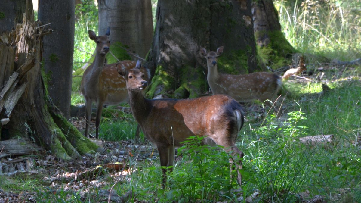 Národní park Křivoklátsko počítá s větším lovem zvěře, zvláště muflonů nebo jelenů sika