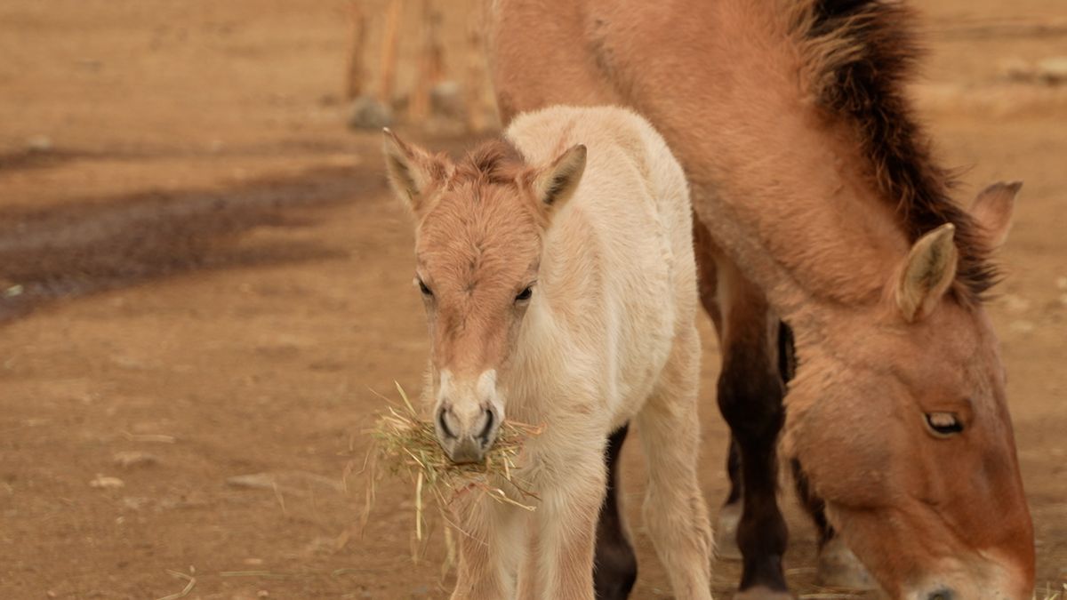 Hříbě koně Převalského v pražské zoo pokřtil mongolský prezident, dostalo poetické jméno