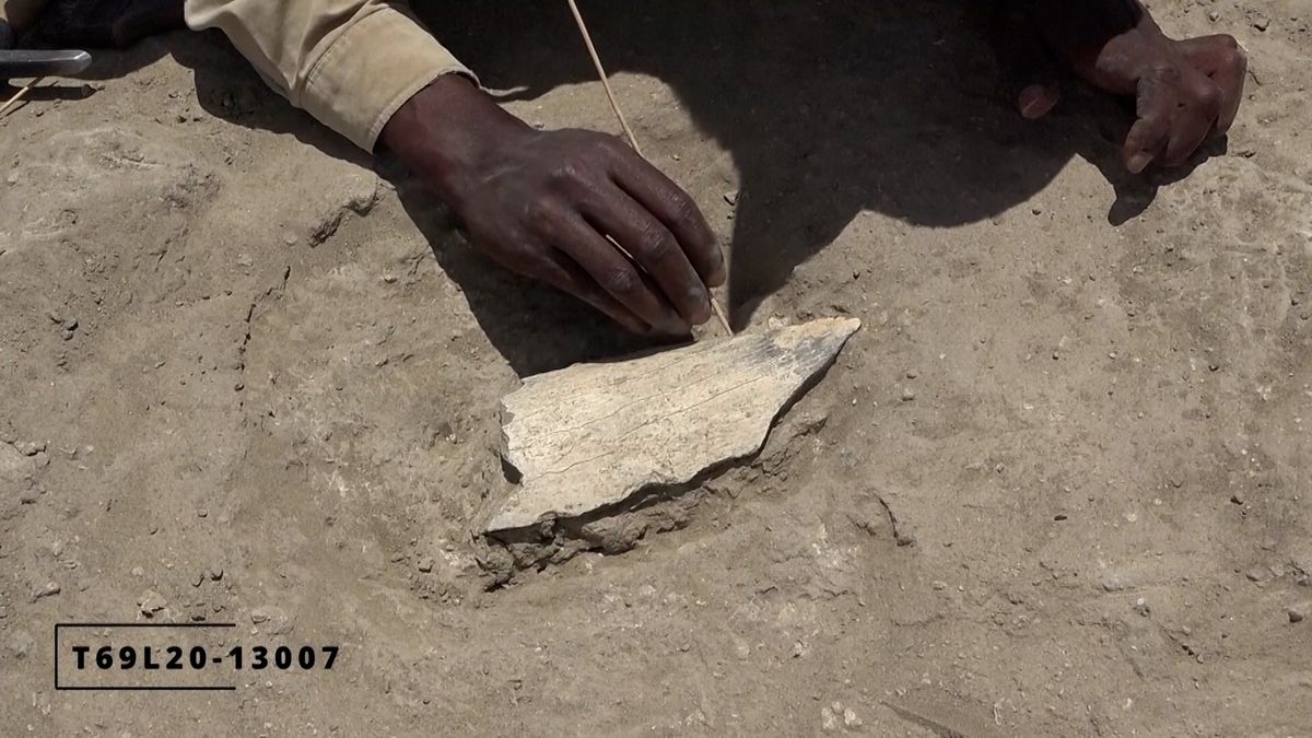 Přepis historie? Dávní hominidé vyráběli kostěné nástroje o milion let dříve, než se předpokládalo
