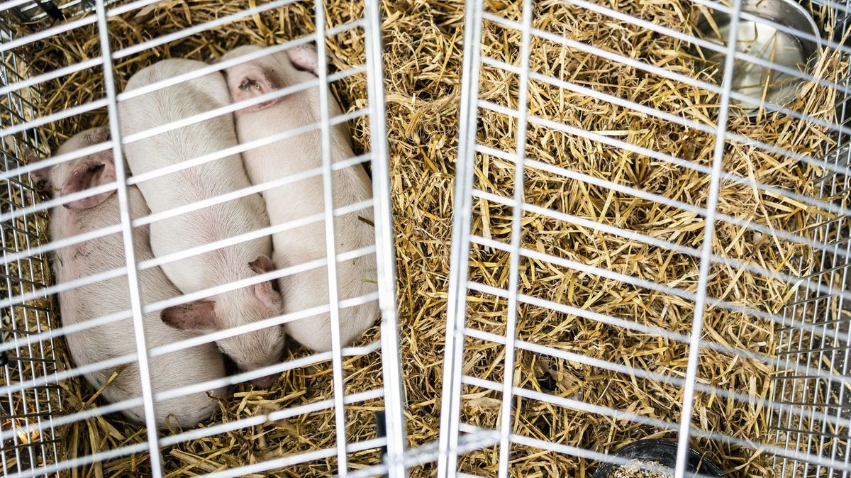 Umělec chtěl nechat na výstavě vyhladovět tři selata. Ukradli mu je
