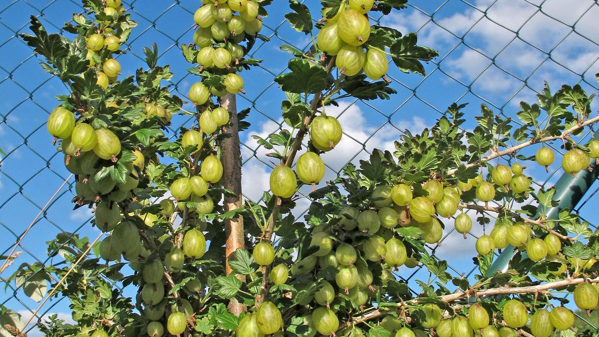 Rejstřík sezonního zahrádkáře aneb Co a jak pěstovat, když nemáte čas být na zahradě každý den