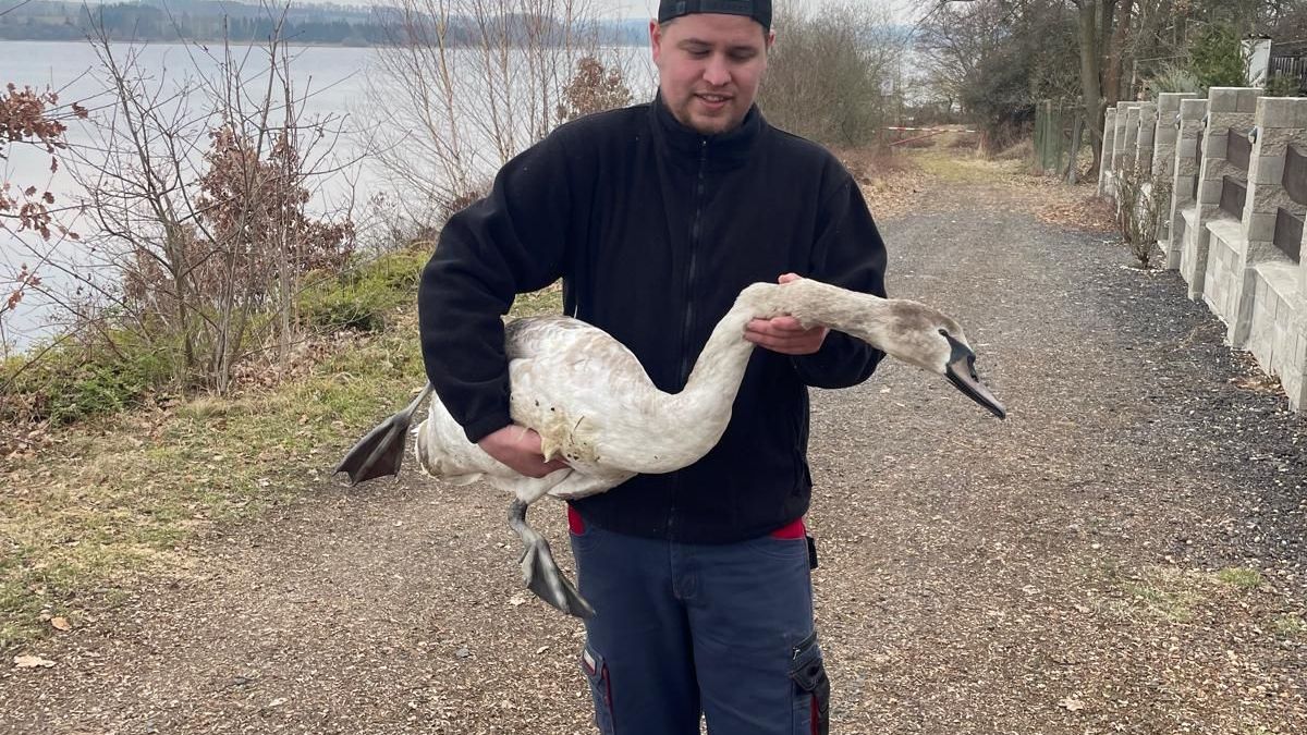 Pitva labutě z Chebska potvrdila ptačí chřipku. Ještě se chystá toxikologické vyšetření