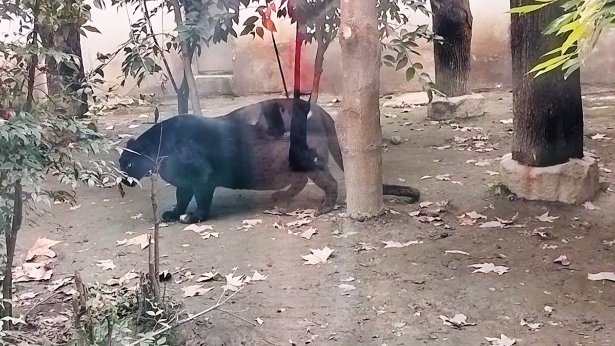 Obézní panter v čínské zoo šokoval návštěvníky. Sotva chodí