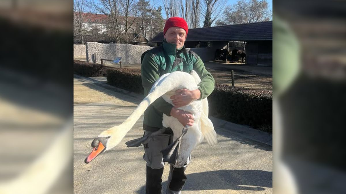 Ve vyškovské zoo se porvali bílý a černý labuťák o Júlii, souboj měl šťastný konec