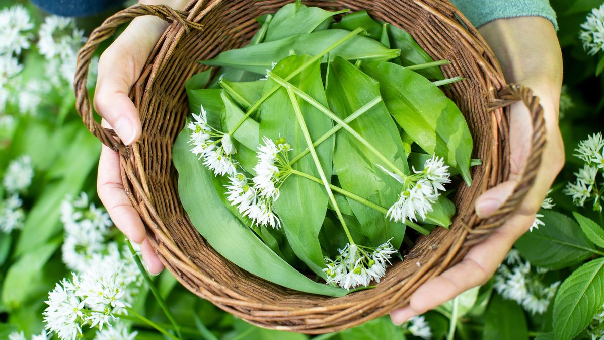Jak připravit dokonalé pesto z medvědího česneku? Vsaďte na sílu paží a nebojte se experimentů