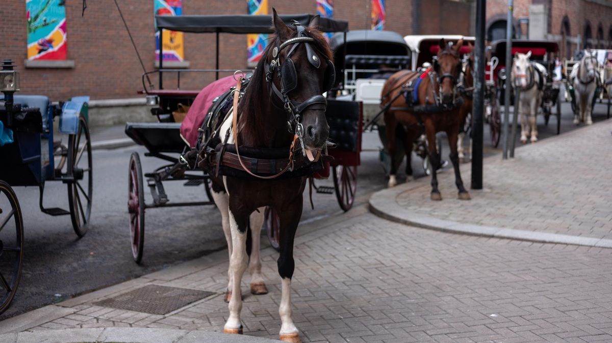 Turisté v Dublinu nechtěli zaplatit za jízdu kočárem, vozka je zpráskal bičem