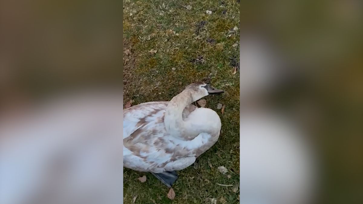 U Chebu uhynuly dvě desítky labutí