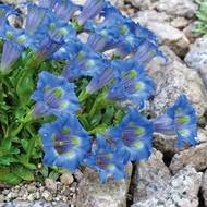 Co by to bylo za skalku bez hořců (Gentiana acaulis).