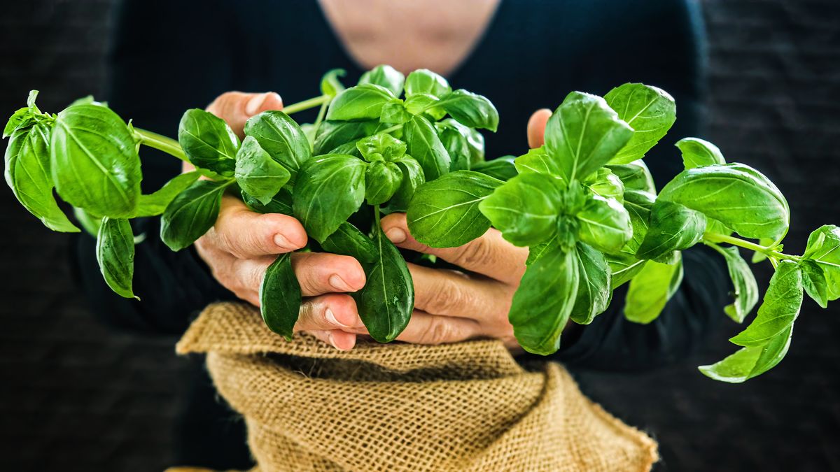 Bazalka je sice primadona, ale i s tou ze supermarketu lze dělat zázraky a udržet ji dlouho živou