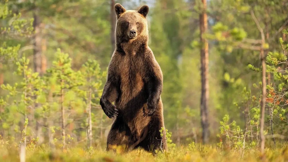 Medvěd v Rumunsku roztrhal muže