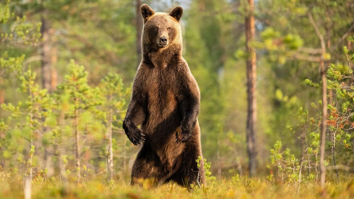Medvěd ve Slovinsku napadl ženu, ta je v kritickém stavu