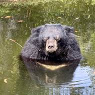 Na safari je možné pozorovat zvířata v jejich přirozeném prostředí. Osvěžující koupel přijde vhod nejen medvědům.