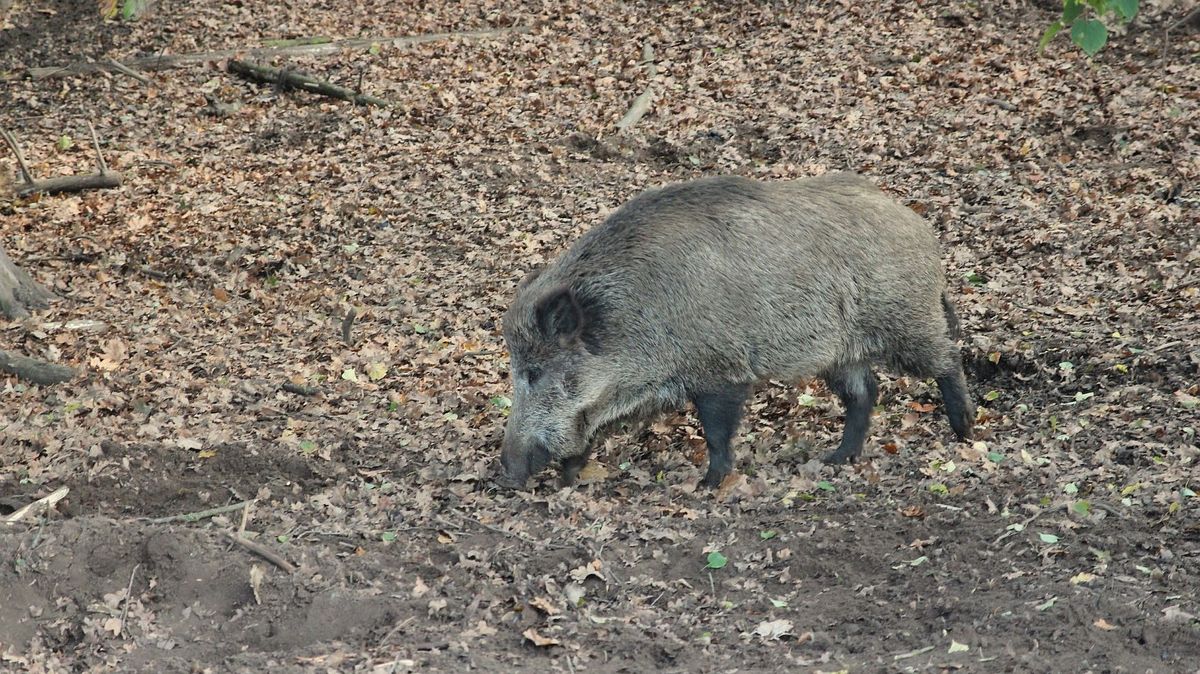 Divočáci se v předjaří stěhují do okrajů měst. Není důvod ke strachu, ujišťují odborníci