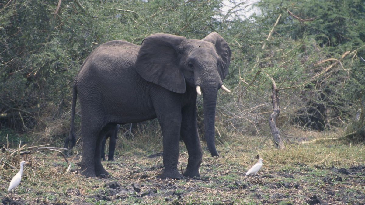Organizace do parku v Malawi přesunula stádo slonů. Podle místních už zabili deset lidí