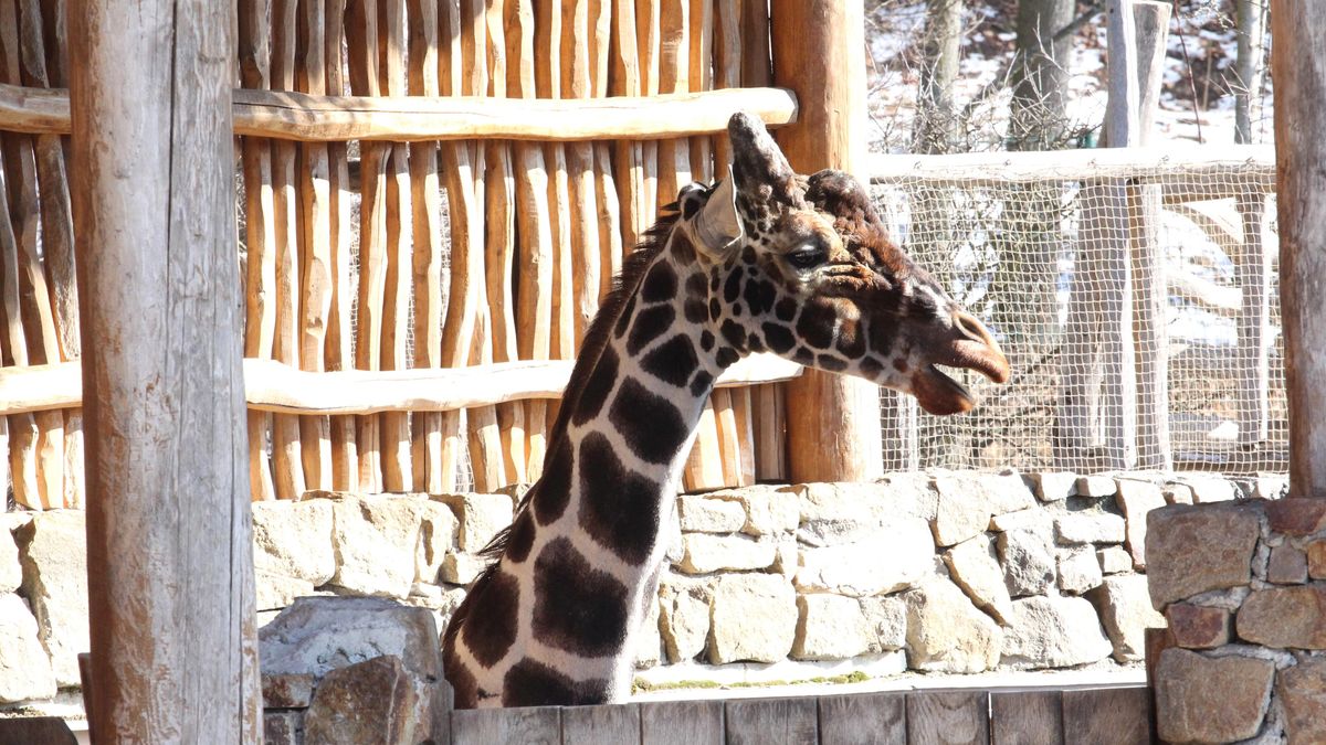 Zoo Jihlava shání tři nové žirafáky, Paul se může těšit na samice v safari