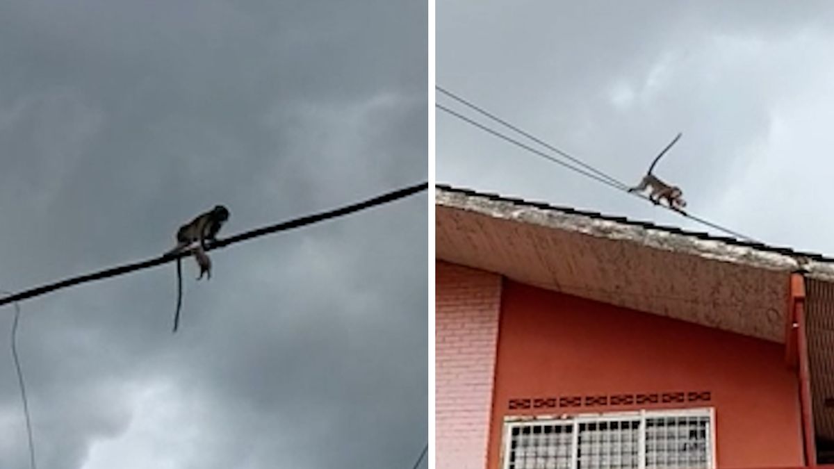 Opice unesla kotě a běhala s ním po elektrických drátech